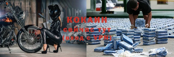 прущие грибы Дмитриев